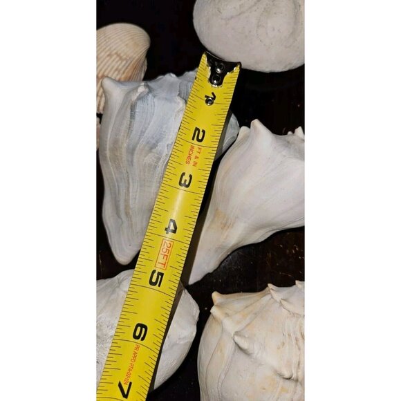 18 Lot: 16 Seashells &2 Puff Sand Dollars w/Brown Ceramic Display Bowl - Picture 6 of 12